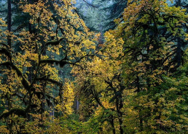 Φθινοπωρινό Φύλλωμα Στο Silver Falls State Park Silverton Όρεγκον Ηπα — Φωτογραφία Αρχείου