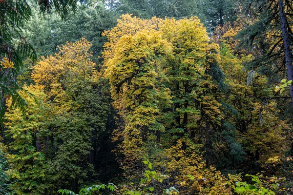 Осенняя Листва Silver Falls State Park Silverton Oregon Usa Autumn — стоковое фото