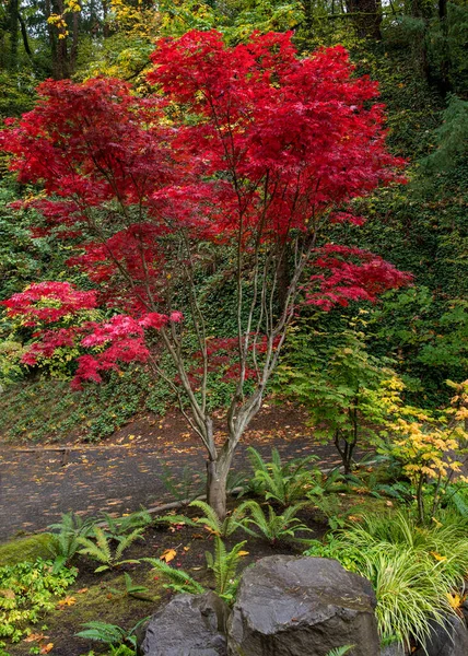 Vibrant red japanese maple tree in a garden in Oregon, USA, in the Autumn