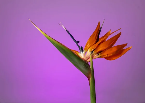 Colorful Strelitzia (bird-of-paradise) against purple background, viwed from the side