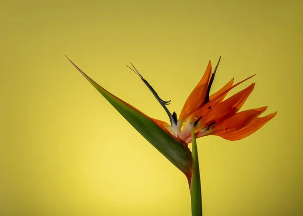 Πολύχρωμο Strelitzia Πουλί Του Παραδείσου Κίτρινο Φόντο Vied Από Πλάι — Φωτογραφία Αρχείου