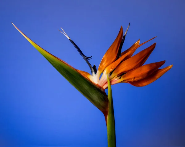 Bunte Strelitzia Paradiesvogel Vor Blauem Hintergrund Von Der Seite Beleuchtet — Stockfoto