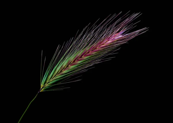 Flower Grass Family Poaceae Graminea Viewed Side Close Showing Details — Stock Photo, Image