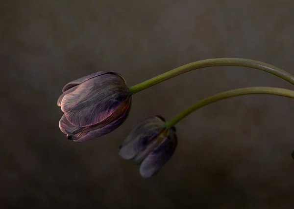 Dwa Tulipany Fioletowy Szarym Tle Widok Boku Wybiórcza Ostrość Zbliżenie — Zdjęcie stockowe