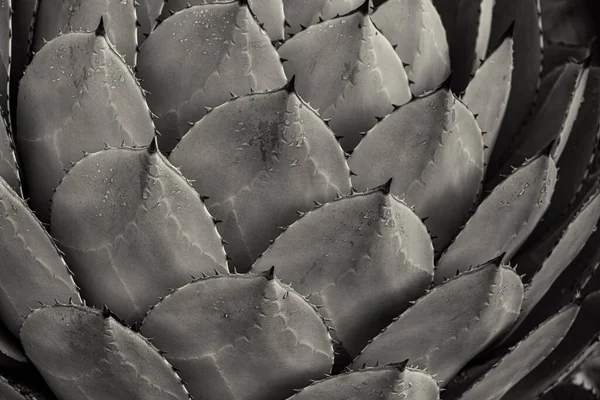 Repetitive Symmetrical Pattern Cactus Black White Close Showing Details Spines — Stock Photo, Image