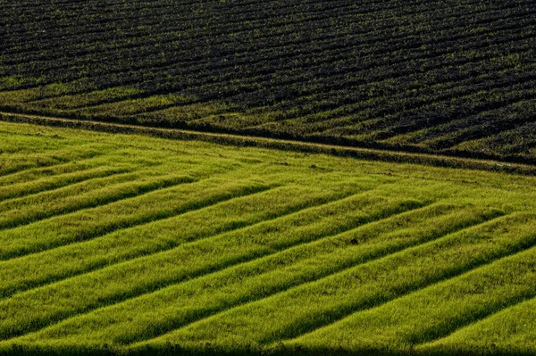 Plantat Verde Pregătit Maro Câmp Agricol Linii Paralele Model Diagonal — Fotografie, imagine de stoc