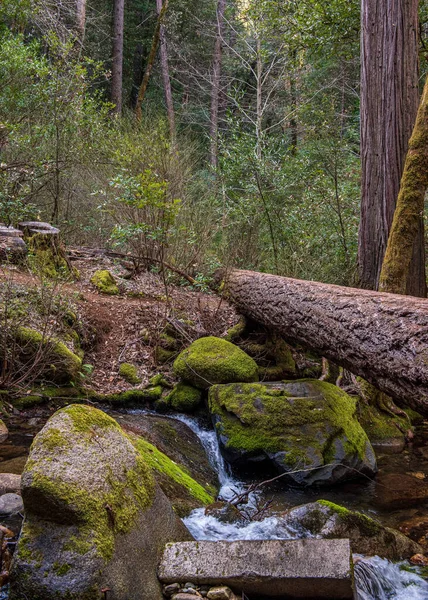 Μέσα Στο Μονοπάτι Feather Falls Loop Στο Δάσος Του Oroville — Φωτογραφία Αρχείου