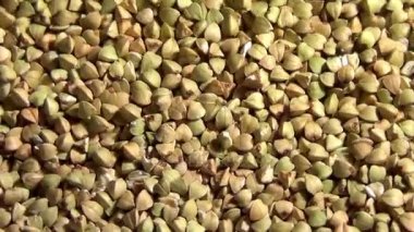 Ham yeşil buğday tohumu dönen ve düşen, havai görünümü, sağlıklı eco organik gıda kadar yakın