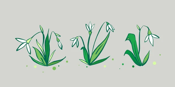 Ensemble vectoriel de fleurs fraîches mignonnes de chute de neige de printemps — Image vectorielle