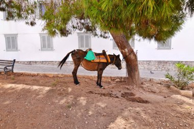 eşek Hydra Adası Yunanistan