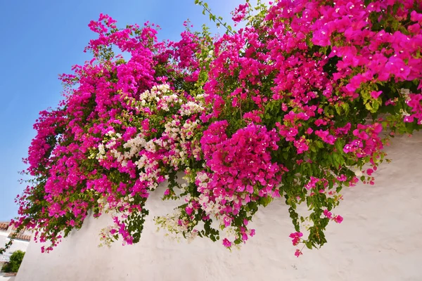 Bougainvillea virág: Sifnos, Görögország — Stock Fotó
