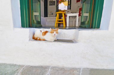 Sifnos Yunanistan oturan kedi
