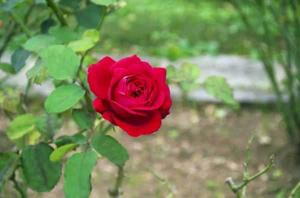 Rosa vermelha florescendo com fundo natural verde — Fotografia de Stock