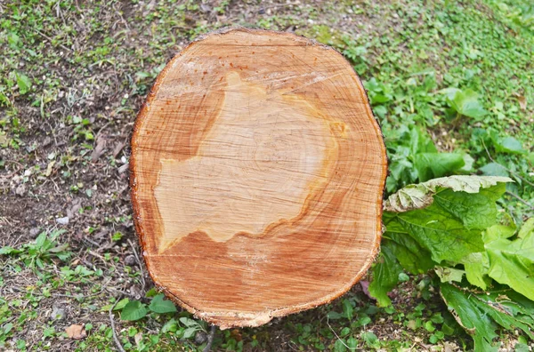 cut tree trunk - wooden stump photo texture