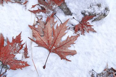 karda düşen kırmızı dondurulmuş yaprakları