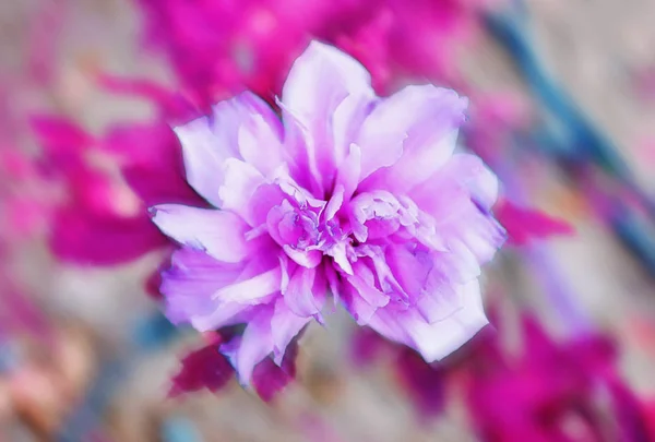 抽象的な紫の花 - 背景のボケ味 — ストック写真