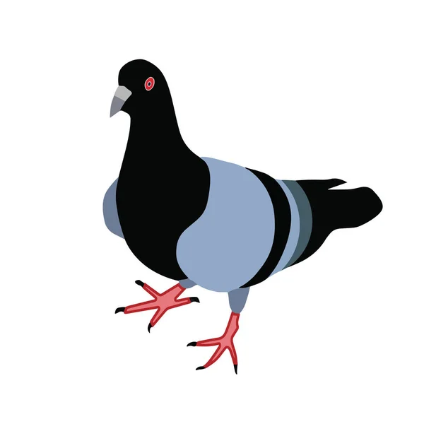 Vetor isolado de pombo — Vetor de Stock