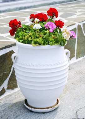 saksıyı renkli Sardunya çiçekleri Kiklad Adaları Yunanistan ile