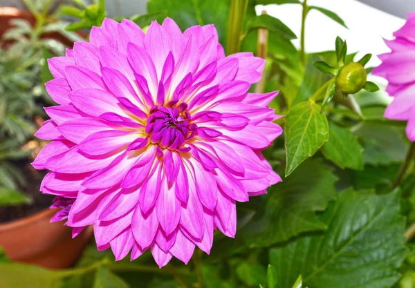 紫ダリアの花 — ストック写真