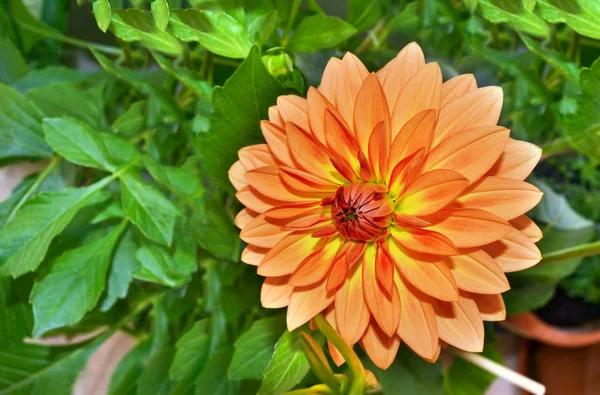 オレンジのダリアの花 — ストック写真