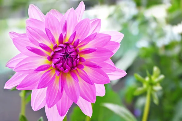 Фиолетовый цветок георгии — стоковое фото