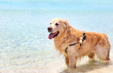 turkuaz denizin içinde altın Labrador geri almak