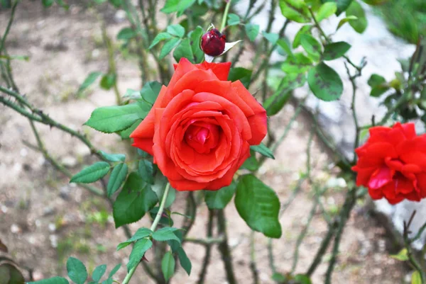 Blühende Rosen im botanischen Garten Griechenlands — Stockfoto