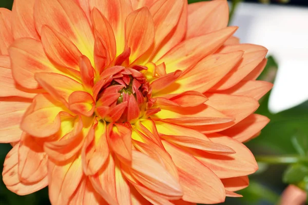 Primo piano di un fiore di dalia arancione — Foto Stock