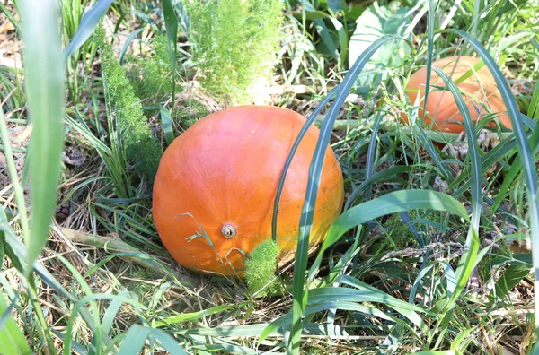 Orangenkürbis im grünen Garten - Halloween-Kürbis — Stockfoto