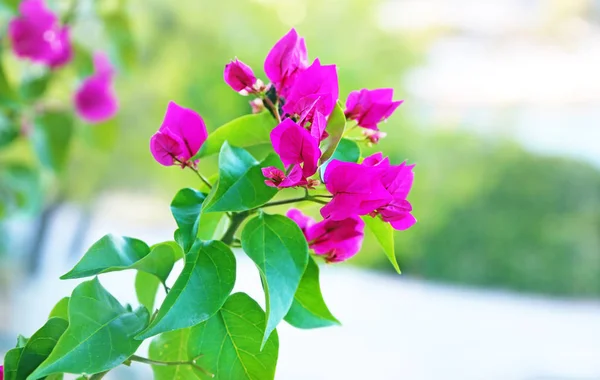 Rosa Bougainvillea Blumen Griechenland — Stockfoto