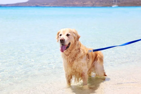 Turkuaz Ionian sea Yunanistan içinde altın labrador geri almak — Stok fotoğraf