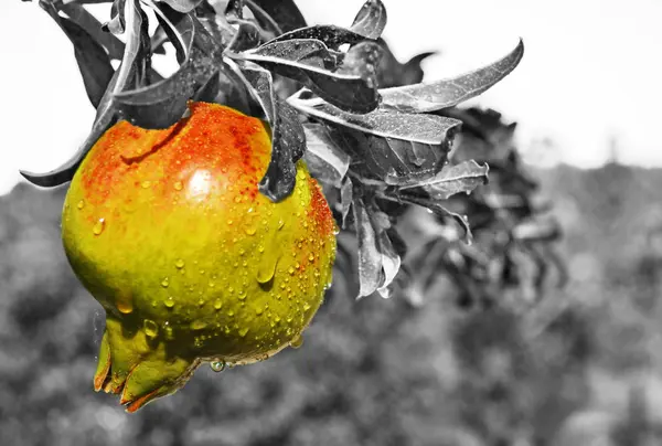 Zwart-wit fotografie - natte granaatappel op de boom — Stockfoto