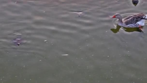 Утки Черепахи Плавающие Парке Антониса Тритсиса Греческий Парк Экологической Чувствительности — стоковое видео