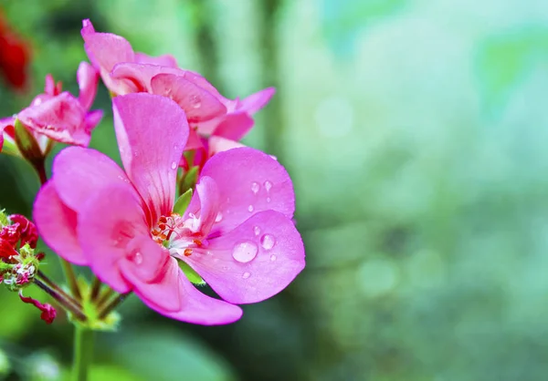 Nahaufnahme Einer Feuchten Geranienblüte Rosa Blume Mit Regentropfen Nach Dem — Stockfoto