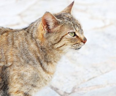 kaldırımda oturan yeşil gözlü güzel kedi profilini yakın çekim