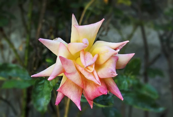 两朵粉红色和黄色的玫瑰 大花瓣 令人印象深刻的玫瑰花 — 图库照片