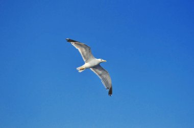 Mavi gökyüzünde uçan açık kanatlı güzel bir martı.