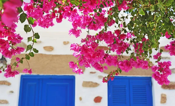Традиційна Сцена Островів Куфонізія Греція Рожевими Квітами Буґенвілле Синіми Дверними — стокове фото