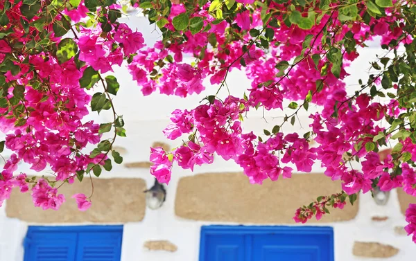 Bloeiende Roze Bougainvillea Bloemen Koufonisia Eilanden Cycladen Griekenland — Stockfoto