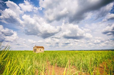 Şeker kamışı ekimi Brezilya içinde eski şapeli terk