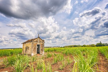 Şeker kamışı ekimi Brezilya içinde eski şapeli terk