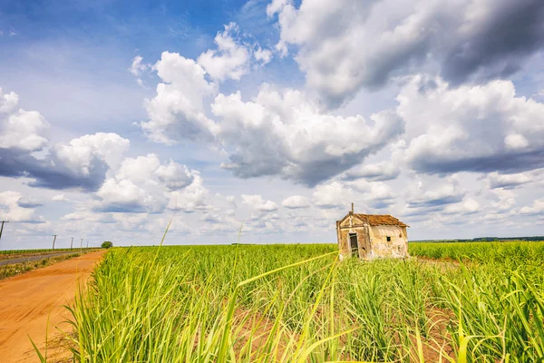 Abandonada velha capela dentro de uma plantação de cana-de-açúcar no Brasil — Fotografia de Stock