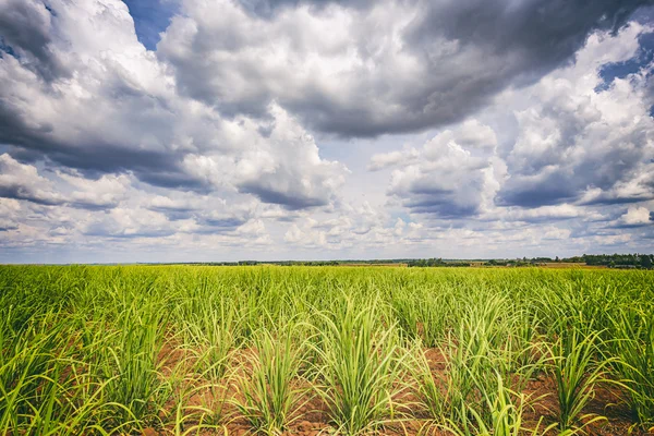 Plantáže cukrové třtiny a zamračená obloha - Brazílie coutryside — Stock fotografie