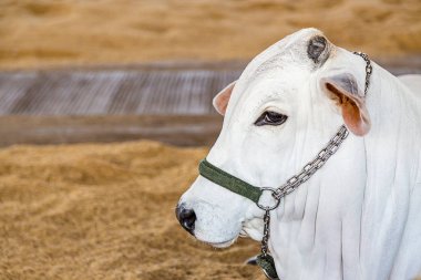 Brazilian Nelore elite cattle in a exposition park clipart