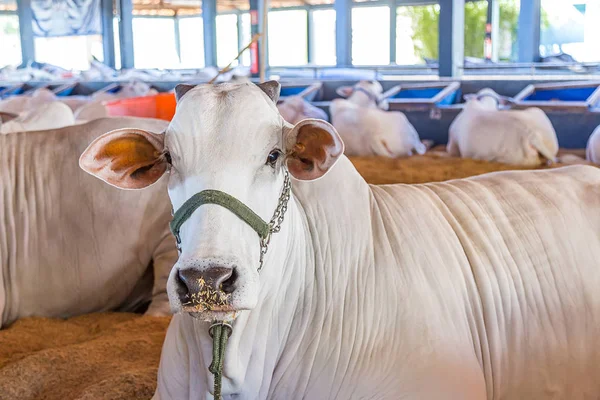 Brezilya Nelore elit sığır Fuar Park
