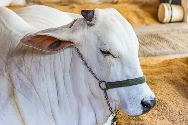 Ganado de élite brasileño de Nelore en un parque de exposición — Foto de Stock