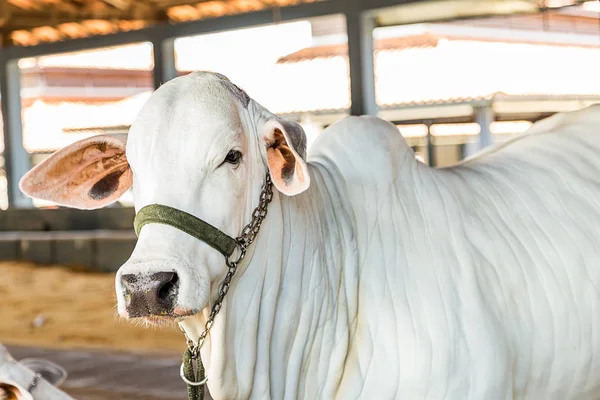 Ganado de élite brasileño de Nelore en un parque de exposición —  Fotos de Stock