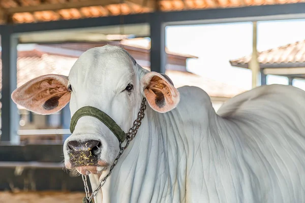 Ganado de élite brasileño de Nelore en un parque de exposición — Foto de Stock