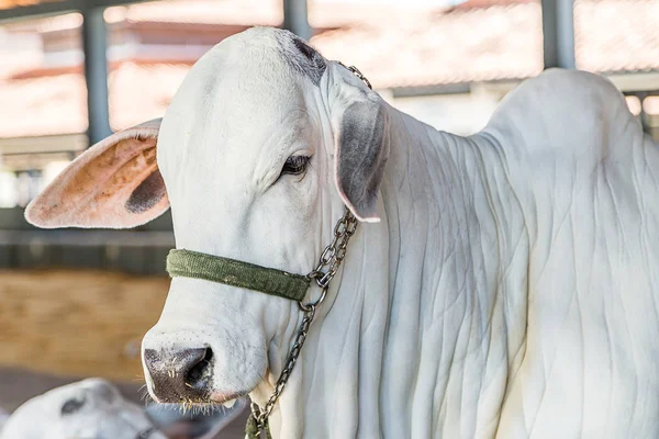 Ganado de élite brasileño de Nelore en un parque de exposición — Foto de Stock