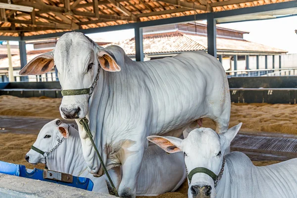 Brazilian Nelore elite cattle in a exposition park — Stock Photo, Image